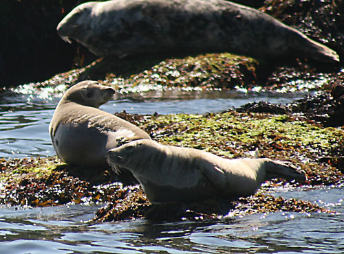 at swim, two seals